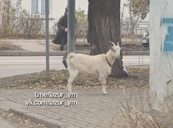 Рогатый «кавалер» стал беглецом в Воронеже