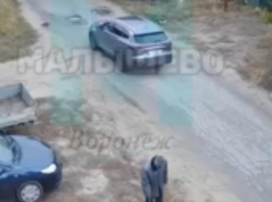 Не для слабонервных: кота насмерть переехали на машине в Воронеже