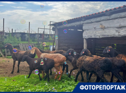 Не ради денег, а для души: как живет «Ферма дядюшки Лёши» под Воронежем