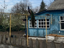 Гордого павлина на газовой трубе заметили в воронежском Сомово