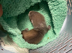 Новорожденного хорька по имени Морошка спасли в Воронежской области