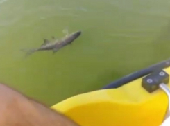 Неадекватное поведение рыбы сняли на видео в Воронежском водохранилище