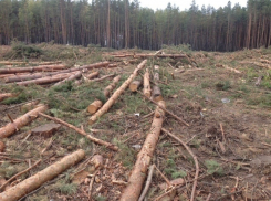 Кто наложил лапу на лес на окраине Воронежа? 