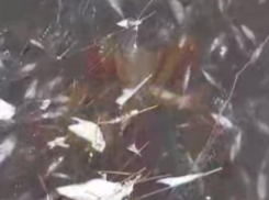 Огромное количество мертвой рыбы обнаружили в реке в Воронежской области