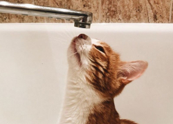 В каких домах Воронежа на предстоящей неделе отключат горячую воду