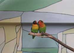 Воронежские попугаи показали весеннюю любовь в зоопарке