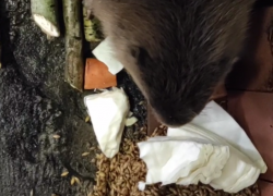 Хрустящий завтрак бобра попал на видео в воронежском заповеднике