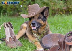 У воронежца украли авто, пока он искал убежавшую собаку