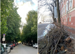 Обрезанная каштановая аллея на Комиссаржевской – было/стало