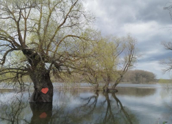 Экотропа ушла под воду в заповеднике Воронежской области
