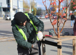 Посадку деревьев перед зимними холодами объяснили воронежские чиновники