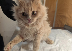 Запертые в квартире коты оказались вынуждены есть сородичей в Воронеже 