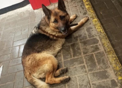 Самый верный друг: новая история Хатико разыгрывается в Воронеже 