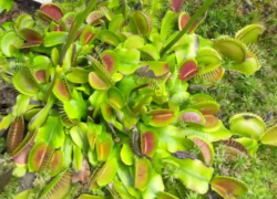 Зеленая хищница готовится к зимней охоте в Воронеже