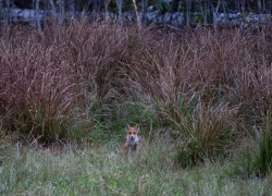 Воронежский зоолог опубликовал чудесные снимки красавицы-лисы