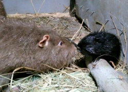 Новорожденных нутрий и камерунских коз показал воронежский зоопитомник