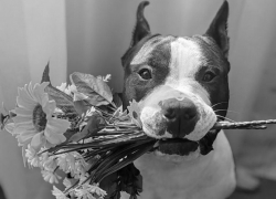 «Надеюсь, его смерть не была напрасной»: пес по кличке Люк погиб, провалившись в люк в Воронеже