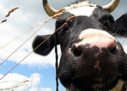 Воронежские единороссы помогли многодетной матери купить корову