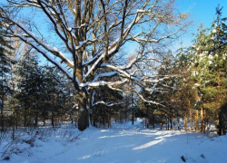 Вековые дубы, стоимостью 25 миллионов, вырубили в Воронеже