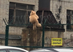 Медведя, запутавшегося в колючей проволоке, сфотографировали у воронежского парка «Динамо»