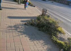 Здоровые деревья спилили у обочины в Левобережном районе Воронежа