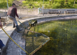 Возобновились работы по очистке искусственного пруда в Центральном парке Воронежа