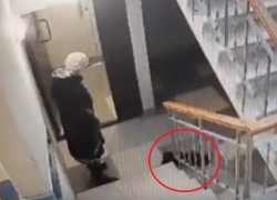 Бабушка пинками вышвырнула умирающего кота из подъезда в Воронеже