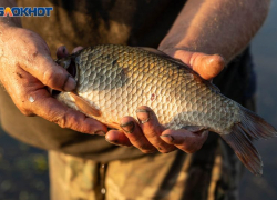 Ограничения на рыбалку ввели до начала лета в Воронежской области