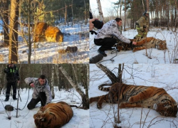 Как 6,5 лет назад разыгралась тигриная драма в воронежском микрорайоне Боровое