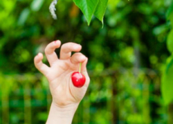 3-летняя девочка умерла на глазах у родителей, съев вишню в Воронежской области