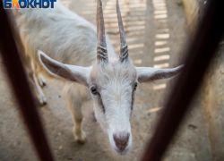 В Воронежской области ветврач пойдет под суд после подделки документов