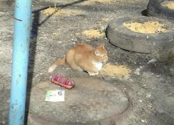 Самого богатого кота Воронежа сфотографировали во дворе