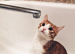 Опустить яйца в кипяток предложили чиновникам жители дома без холодной воды в Воронеже