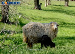 Махинации с кормодробилкой довели воронежского фермера до уголовного дела 