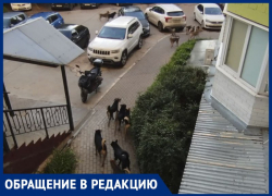 "Отбиться просто невозможно", – большая стая собак держит в страхе двор в Воронеже