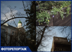 Не только подснежники: как Воронеж просыпается после зимней спячки