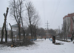 В Комсомольском сквере Воронежа начали спиливать 52 засохших ясеня