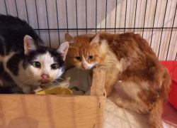 «Ходячие скелеты»: три недели коты жили в квартире с телом мертвой хозяйки в Воронеже 