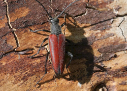 Новый вид редкого жука нашли в Воронежском заповеднике