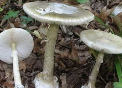 Восемь человек умерли после отравления грибами в Воронежской области