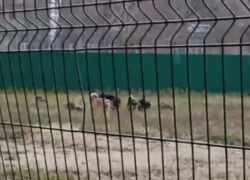 "Страшно ходить по улице!”: жителей Воронежа пугает стая собак у школы