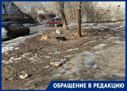 Разорвали всех кошек: стая бездомных собак орудует в центре Воронежа