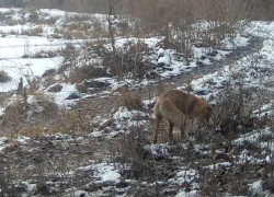 Бесснежные развлечения попали на видео в Воронежском заповеднике