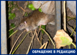 Крысиное гнездо на дереве в воронежском дворе сняли на видео