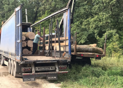 Санитарные рубки лесов в прямом эфире оправдал воронежский губернатор