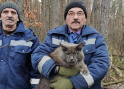 Спасение кота попало на видео в Воронеже 