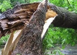Огромное дерево рухнуло на женщину с ребенком в Воронеже
