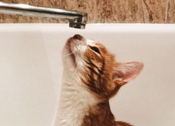 В каких домах Воронежа на предстоящей неделе выключат горячую воду