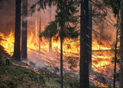 Высший класс пожароопасности объявили спасатели в Воронежской области