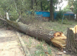 Сильный ветер спровоцировал массовое падение деревьев в Воронеже